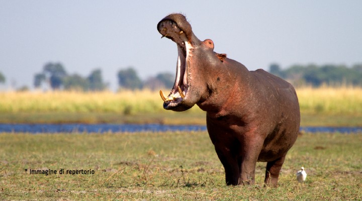 animali riconosciuti come persone giuridiche storica sentenza