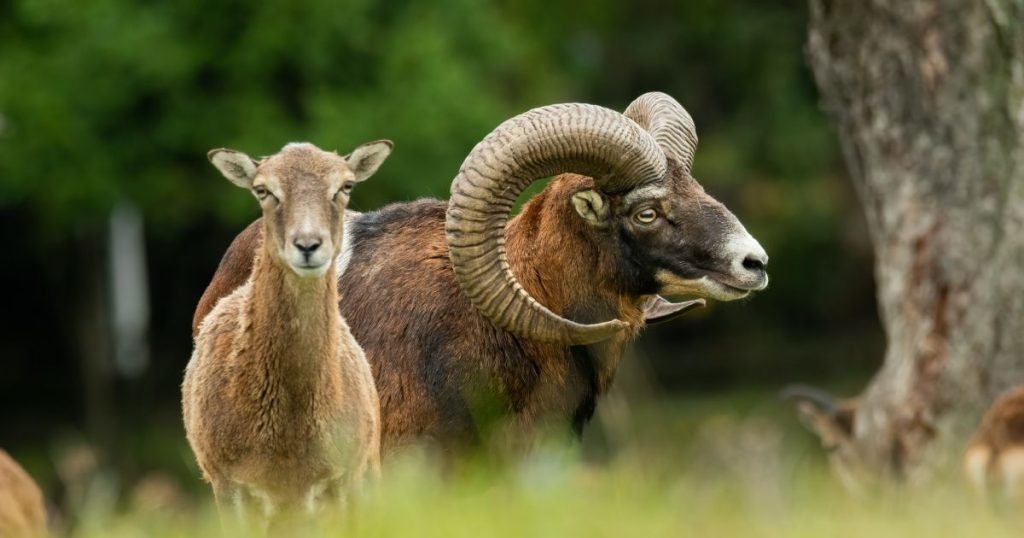 Mufloni dell’isola del Giglio, al via gli abbattimenti: “È una specie aliena e invasiva” Mufloni dell’isola del Giglio, al via gli abbattimenti: “È una specie aliena e invasiva”