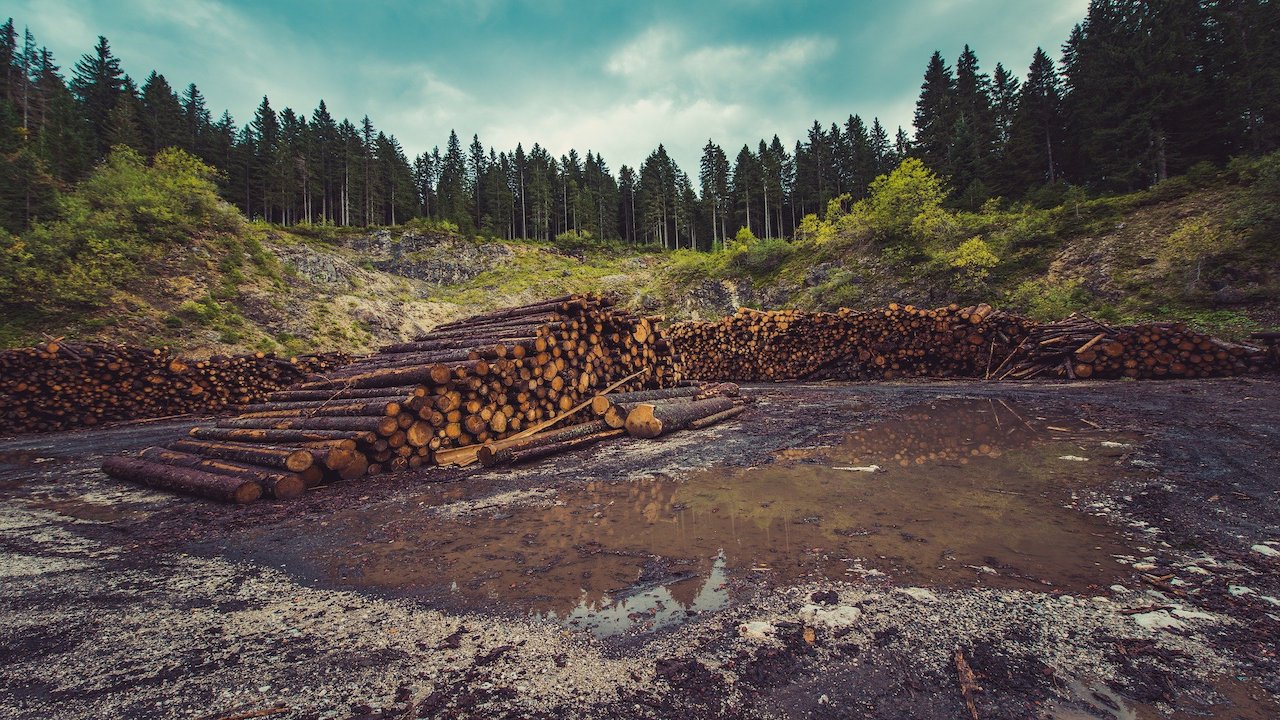 cop26 deforestazione