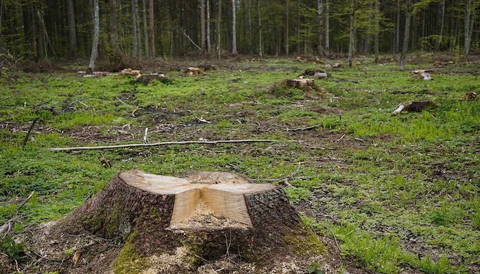 Cop26, l’intesa: stop alla deforestazione entro il 2030