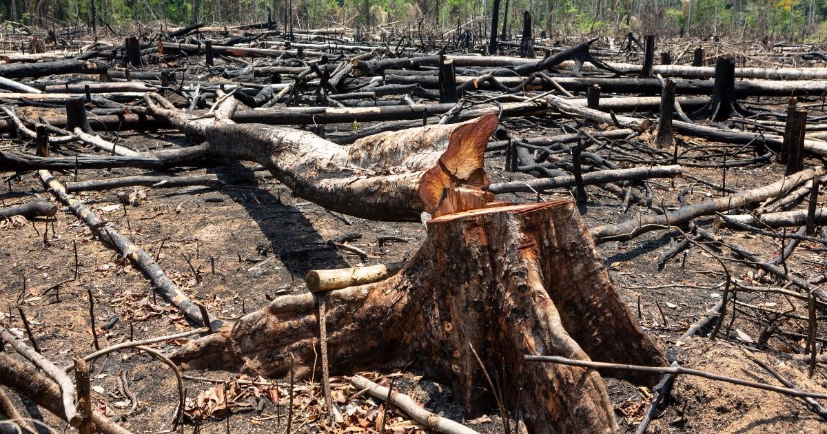 deforestazione