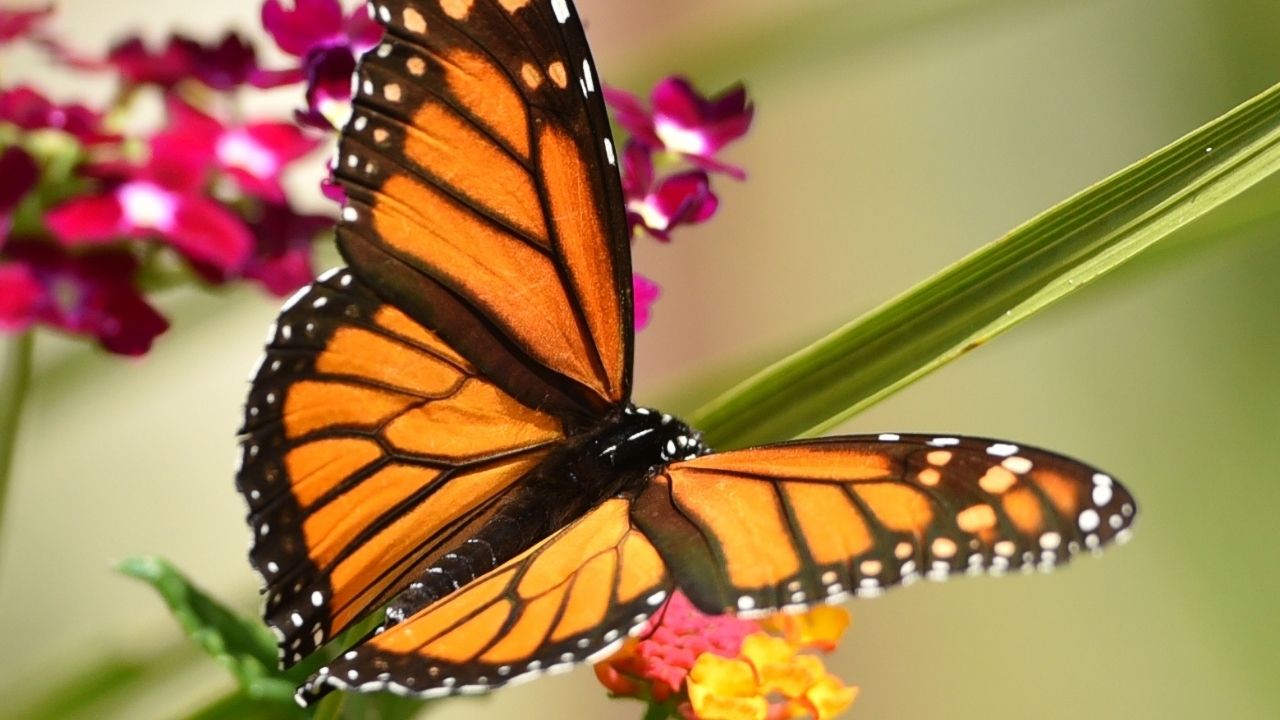 Il ritorno delle farfalle monarca in California: la specie vicina all’estinzione potrebbe essere salva