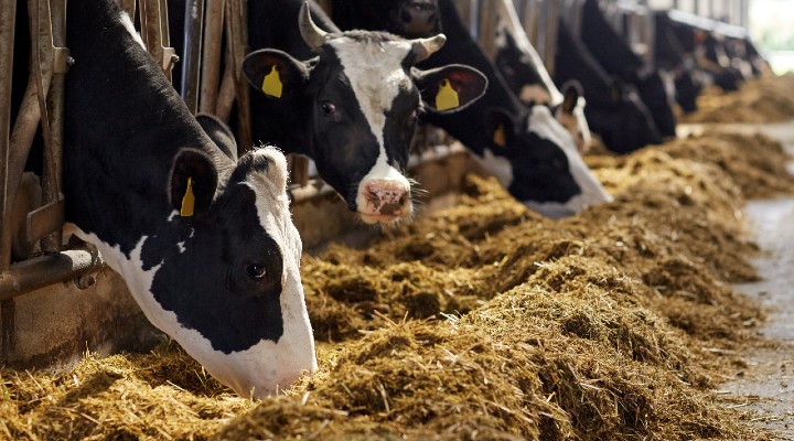 helsinki riduce consumo di carne ed emissioni