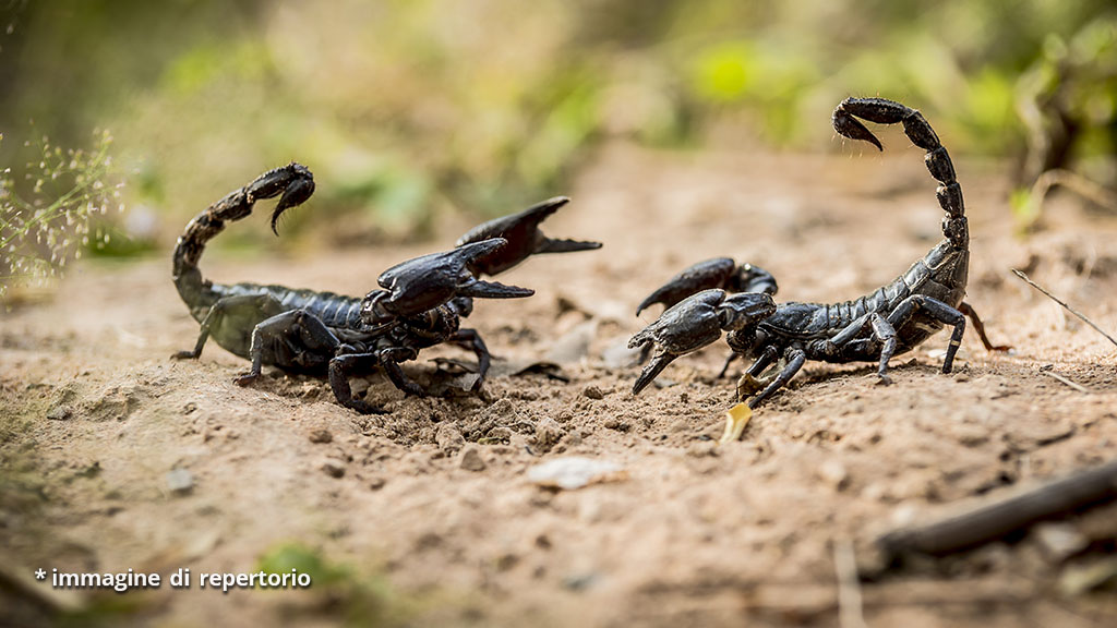 invasione di scorpioni in Egitto