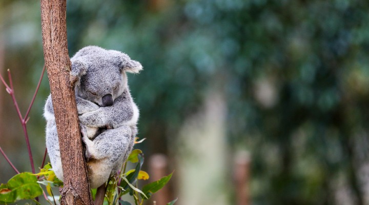 koala nuova minaccia di cosa si tratta