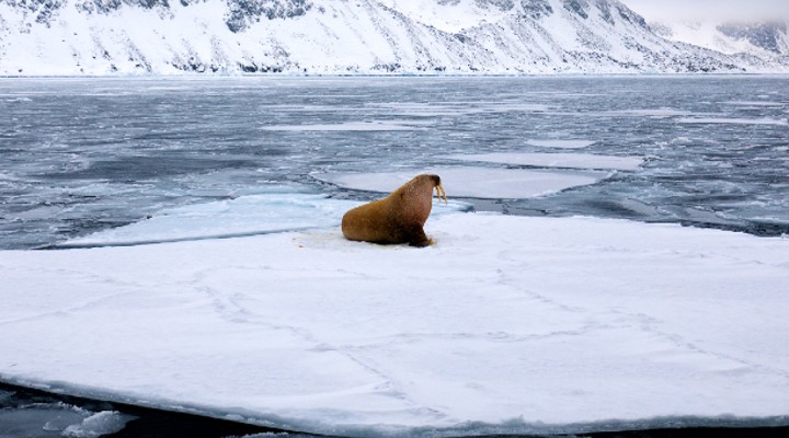 trichechi minacciati dalla crisi del clima iniziativa wwf
