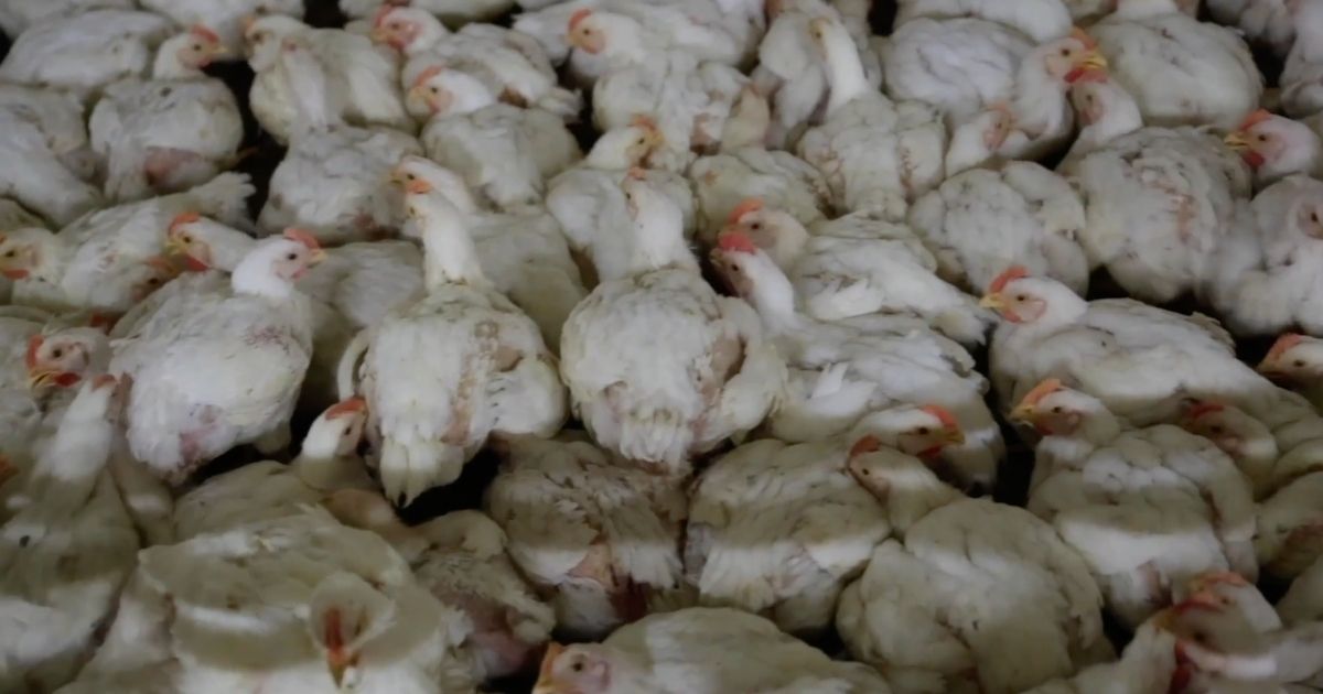 Allevamenti intensivi fra i principali responsabili dell’inquinamento dell’aria: il reportage di Animal Equality