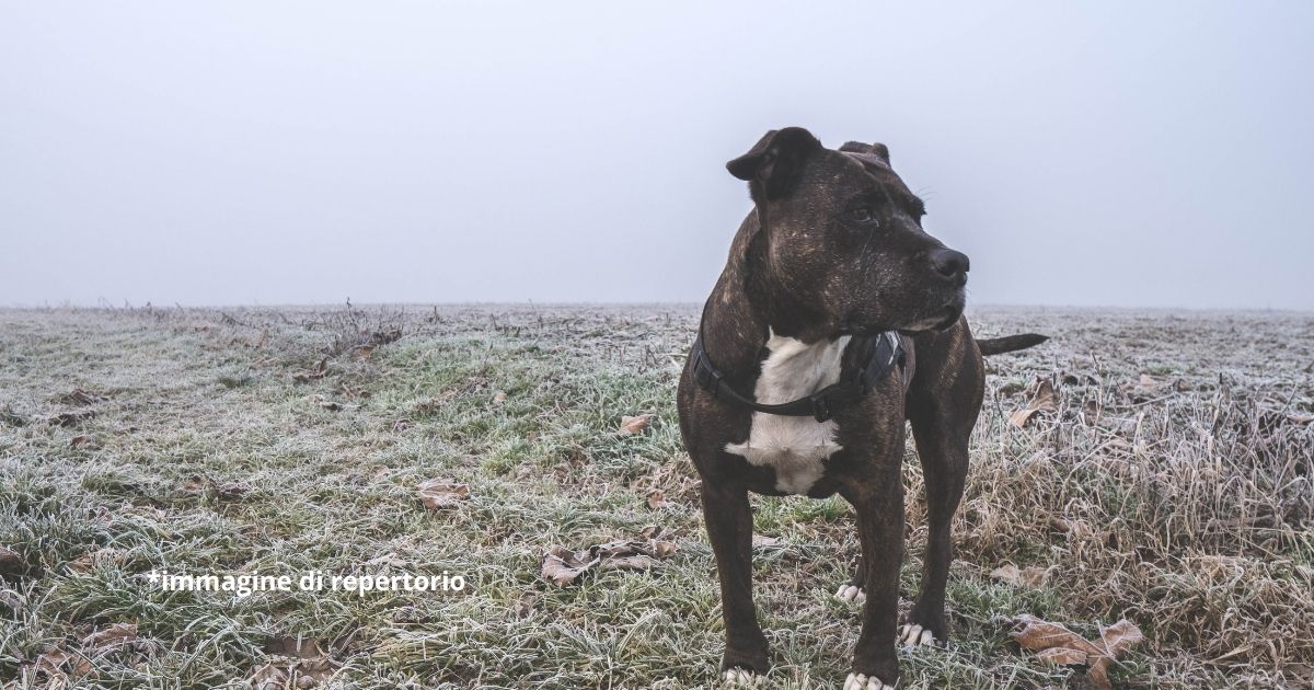 Cane pitbull