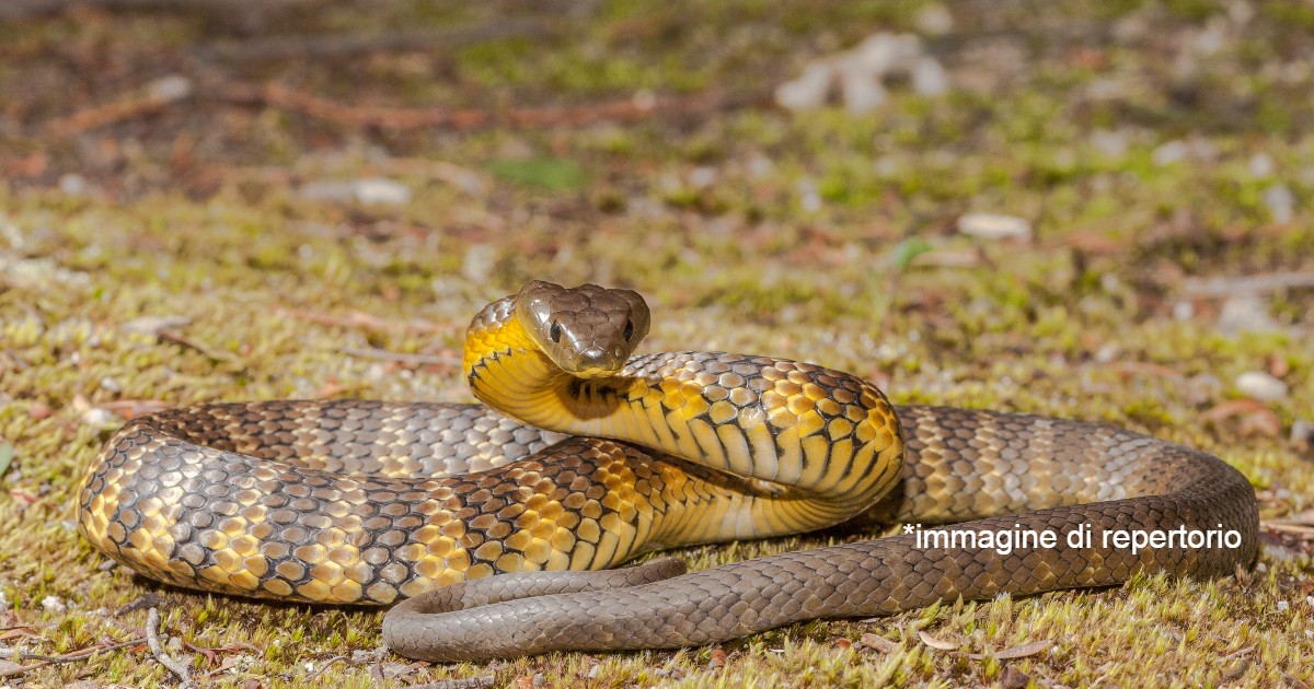 Gatto salva il padrone da un pericoloso serpente: si era nascosto tra le borse della spesa