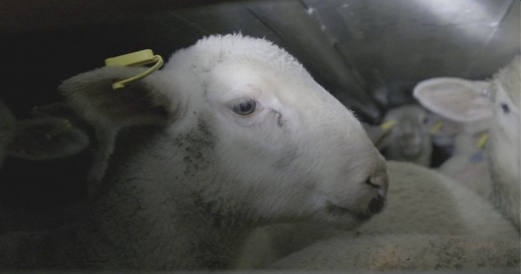Il drammatico viaggio degli agnelli verso i macelli italiani: ammassati al freddo e affamati. Le immagini