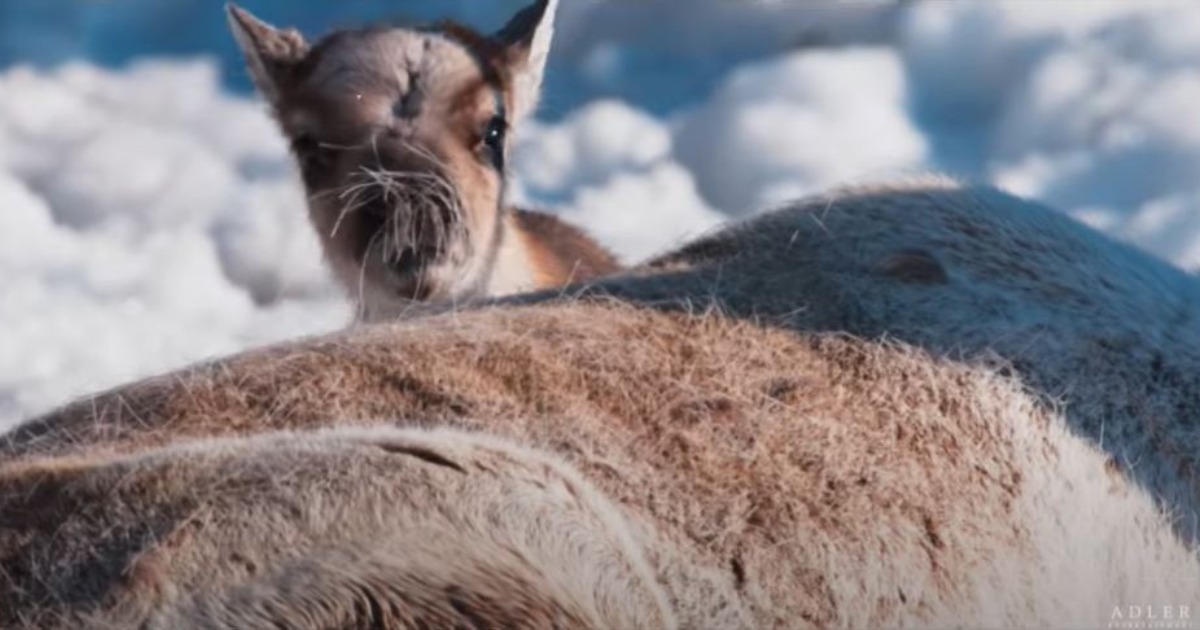 Ailo – Un’avventura tra i ghiacci: il film su una renna con la voce narrante di Fabio Volo. Quando vederlo