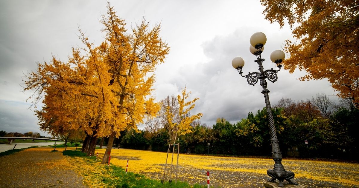 Ambiente: 20 città italiane che hanno piantato più alberi delle altre, la classifica 2021 stilata da Legambiente
