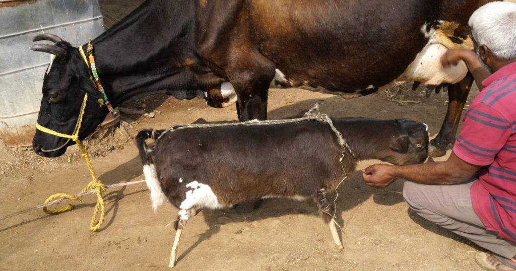 Maltrattamenti animali nei wet market indiani: le indagini e le immagini della terribile violenza
