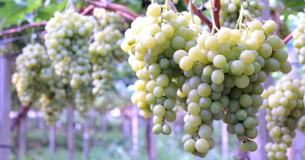 Estratto di semi d’uva uccide le cellule senescenti nei topi: la scoperta di un gruppo di ricercatori cinesi Estratto di semi d’uva uccide le cellule senescenti nei topi: la scoperta di un gruppo di ricercatori cinesi