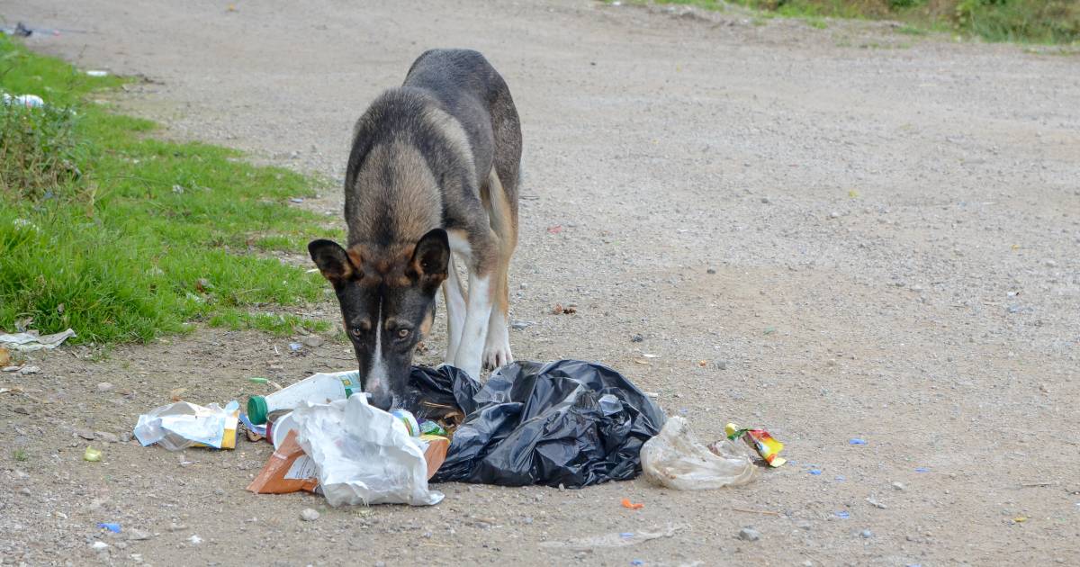 giornata diritti animali randagismo abbandono