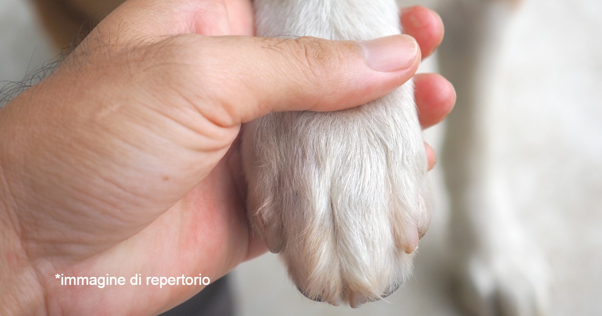 Cane salva la vita al padrone ferito gravemente guidando i soccorsi sul luogo dell’incidente