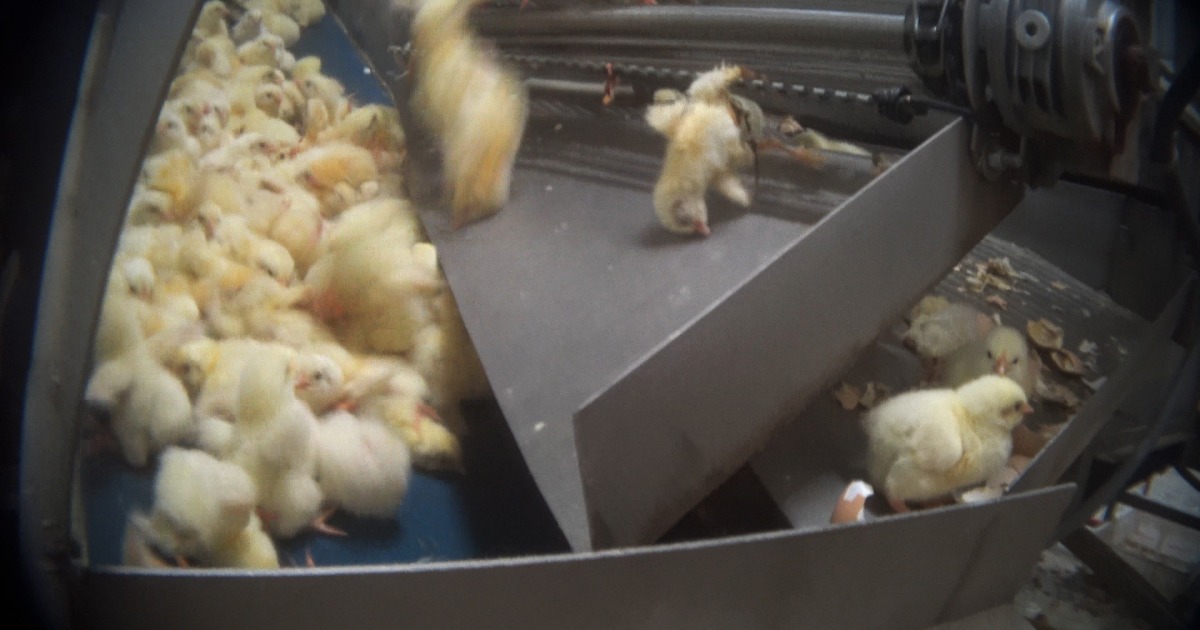 La tortura dei pulcini dietro l’industria della carne di pollo: schiacciati e triturati vivi e coscienti