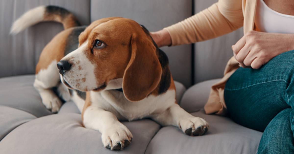 Gli animali sono esseri senzienti: lo storico riconoscimento e le conseguenze in caso di divorzio
