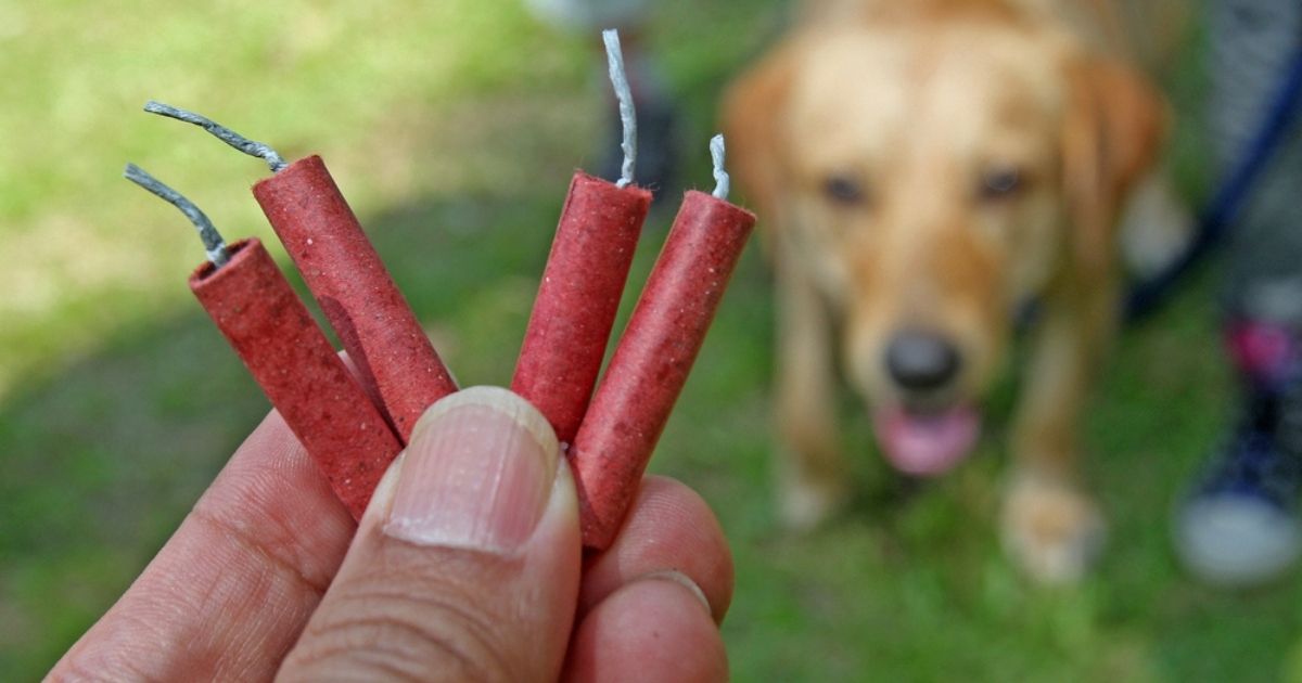 Capodanno: ancora troppi gli animali in pericolo per le esplosioni, ecco come prenderci cura di loro