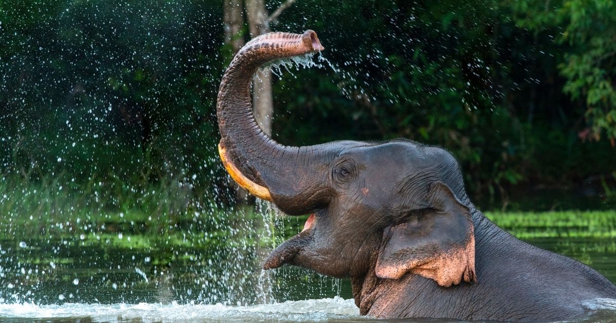 Coppia di elefanti africani gemelli nasce in una riserva naturale in Kenya. È un evento raro
