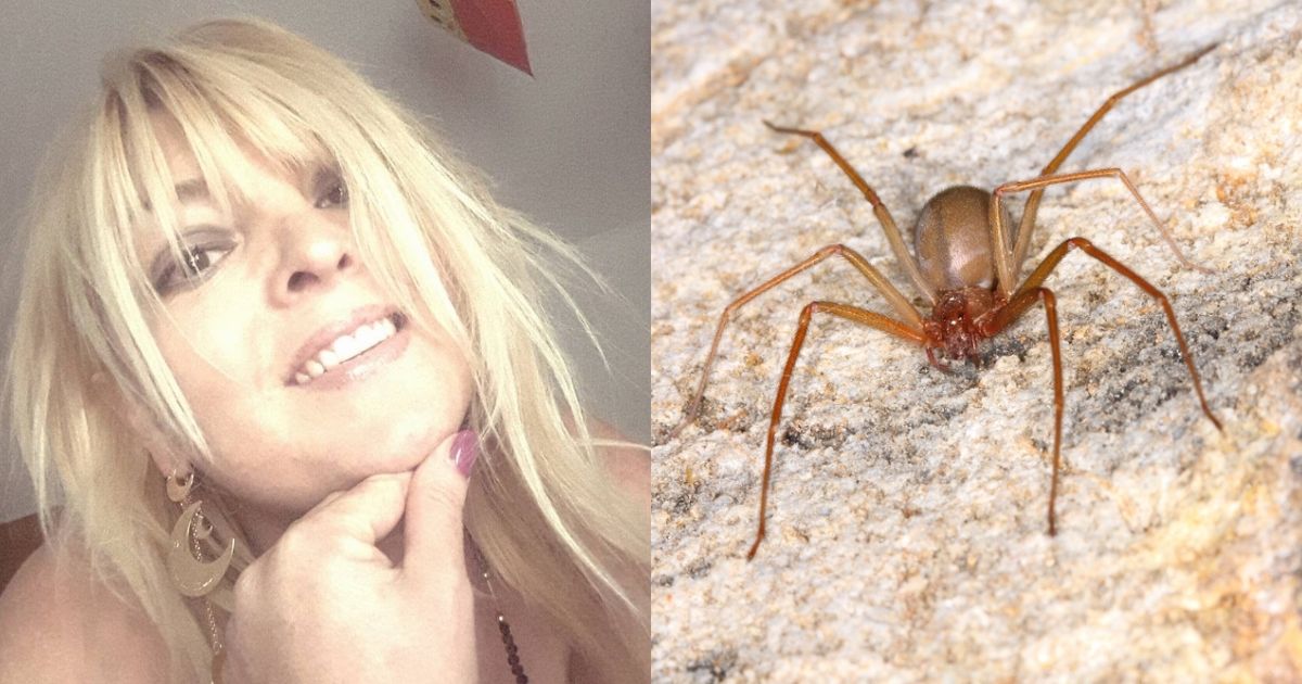 Ragno violino, donna viene punta due volte e muore all'improvviso tra le braccia del fidanzato
