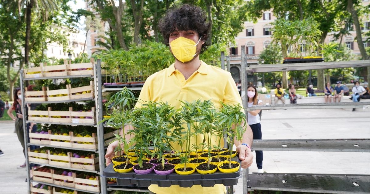 Referendum sulla legalizzazione della Cannabis: la Corte Costituzionale pronta a prendere una decisione