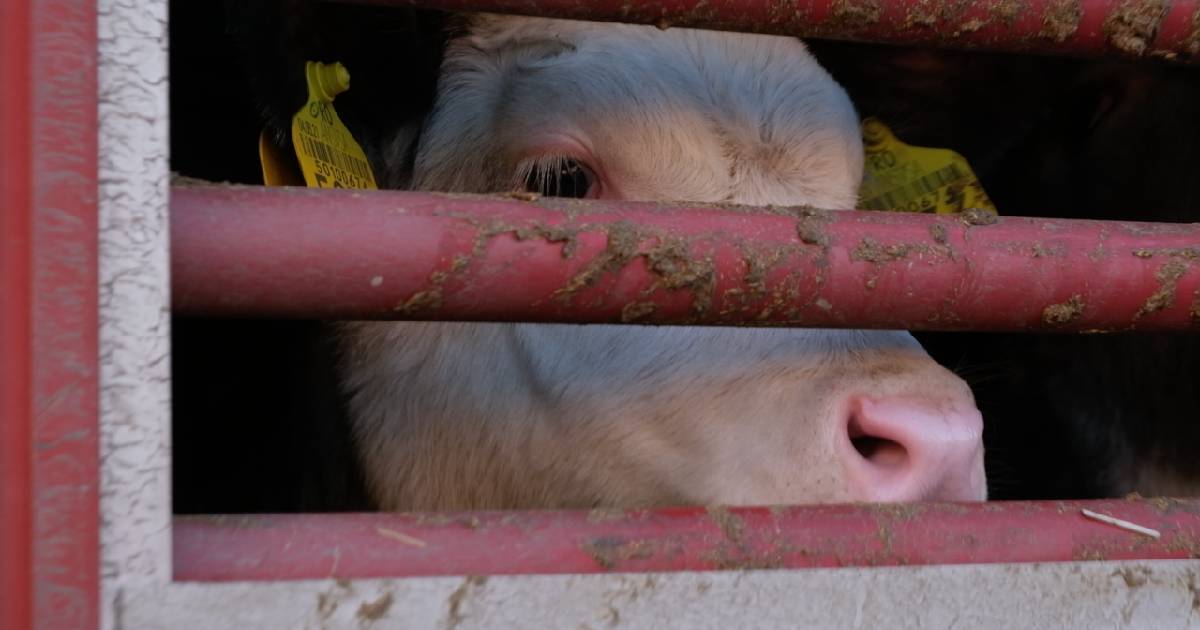 Trasporto di animali vivi in Europa, il voto del Parlamento Europeo delude e non mette fine alla sofferenza