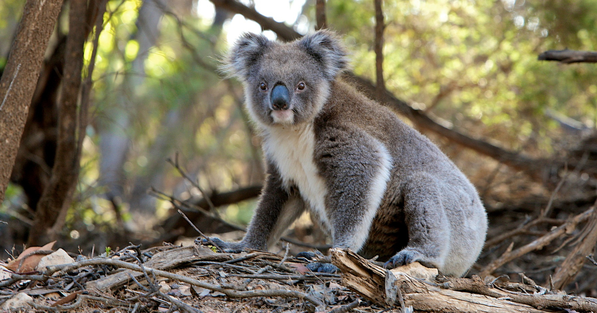 Koala a rischio estinzione in Australia: scatta l'allarme nel paese dopo gli ultimi report condivisi
