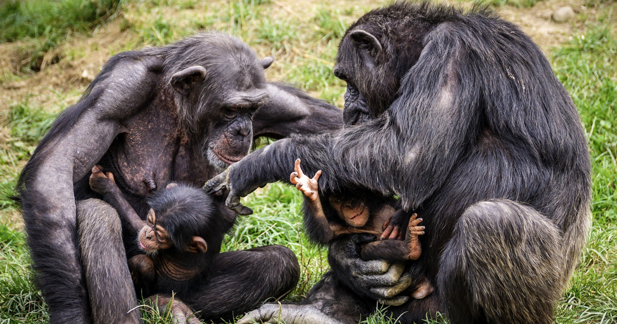 Gli scimpanzé si curano le ferite a vicenda grazie agli insetti: l'incredibile scoperta dei biologi tedeschi