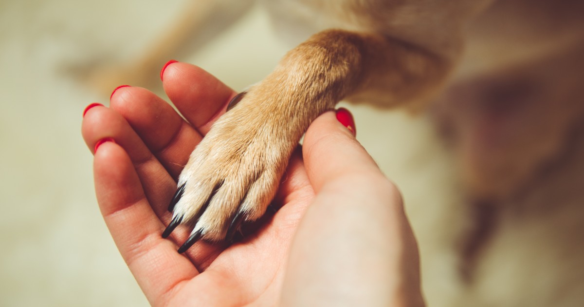 Animali riconosciuti parte della famiglia e tutelati in caso di divorzio dei proprietari: la legge in Spagna