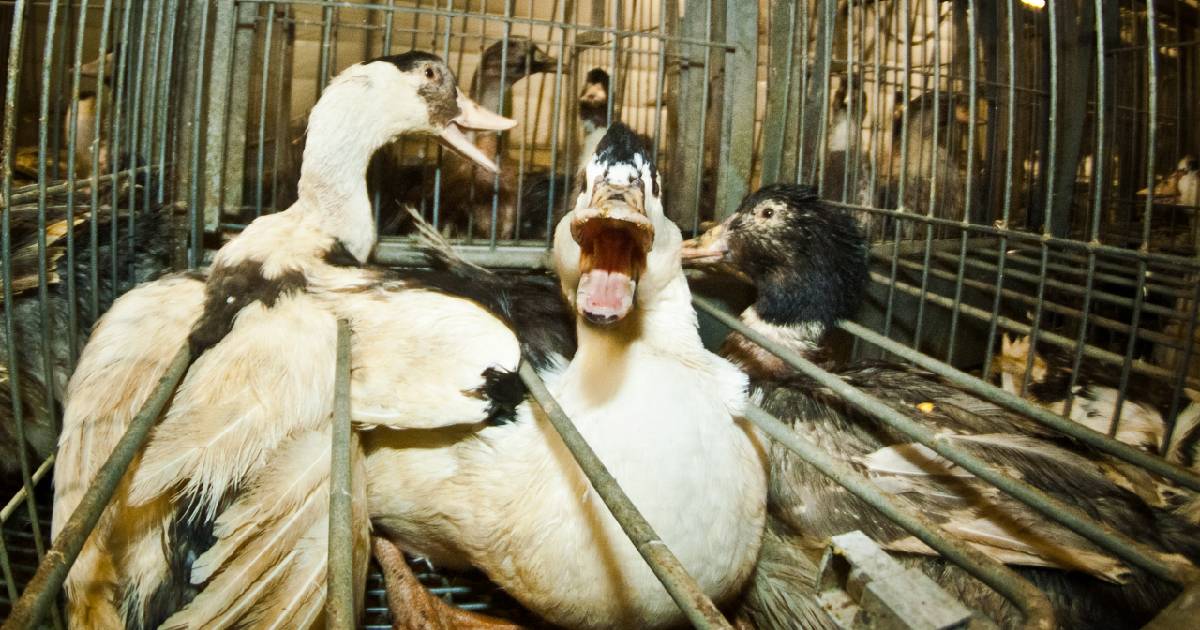 Foie gras, le star di Netflix lanciano un appello per porre fine alla terribile tortura di oche e anatre