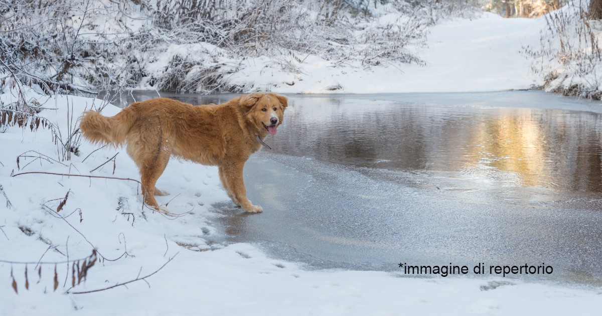 Salva un cane dalle acque ghiacciate di un lago: il gesto eroico di un ufficiale di polizia