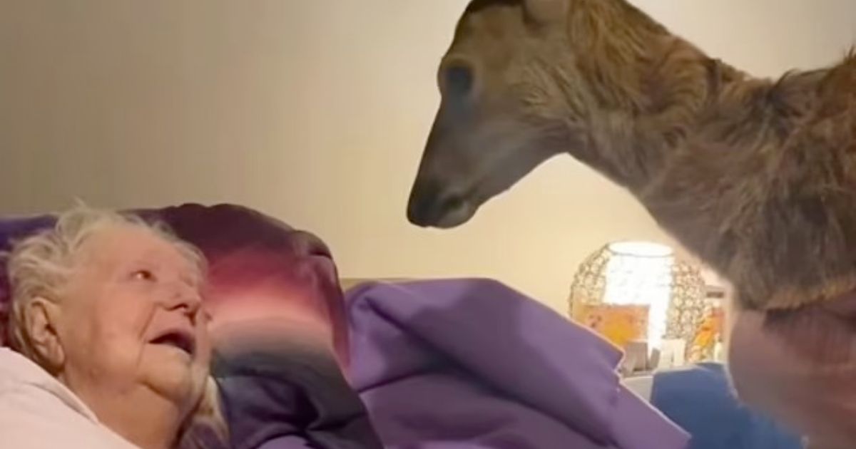 Sorprendono la madre malata con un incontro speciale: il cerbiatto Bambi entra nella stanza. Il video