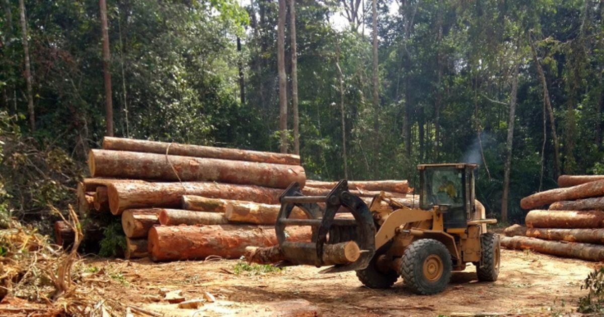 La deforestazione dell’Amazzonia: rischi e pericoli. Il punto nella Giornata internazionale delle foreste