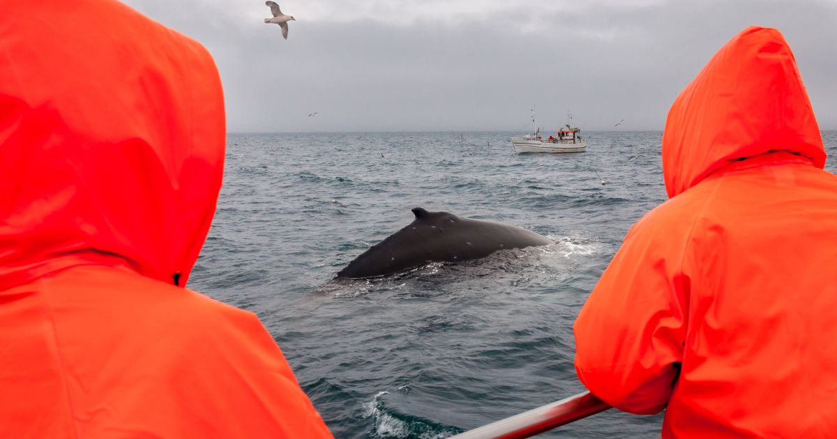 Stop alla caccia di balene in Islanda dal 2024: svolta storica, ma il motivo non sarebbe solo etico