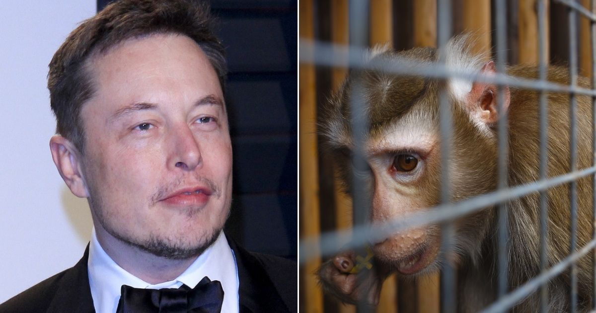 Le scimmie utilizzate negli esperimenti di Elon Musk per Neuralink lasciate a soffrire e a morire: la denuncia