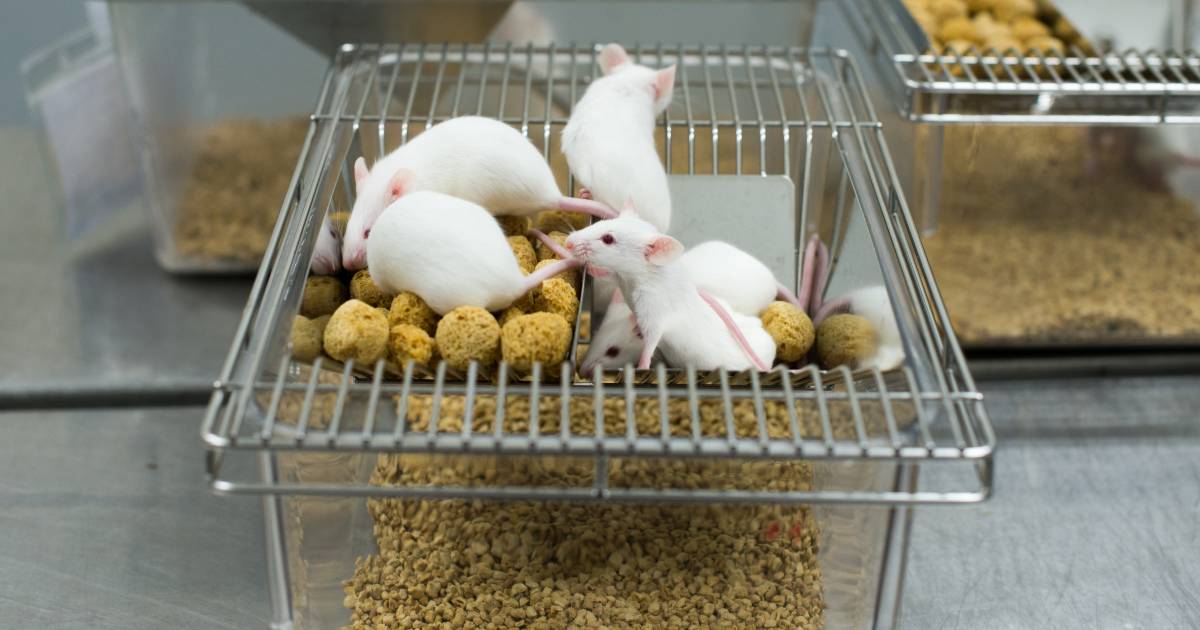 Sperimentazioni sugli animali, il Decreto Milleproroghe allunga le tempistiche: quando sarà vietata