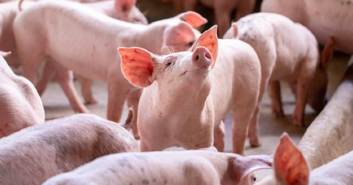 La tutela di animali e ambiente è in Costituzione: l’ok della Camera e le richieste delle associazioni