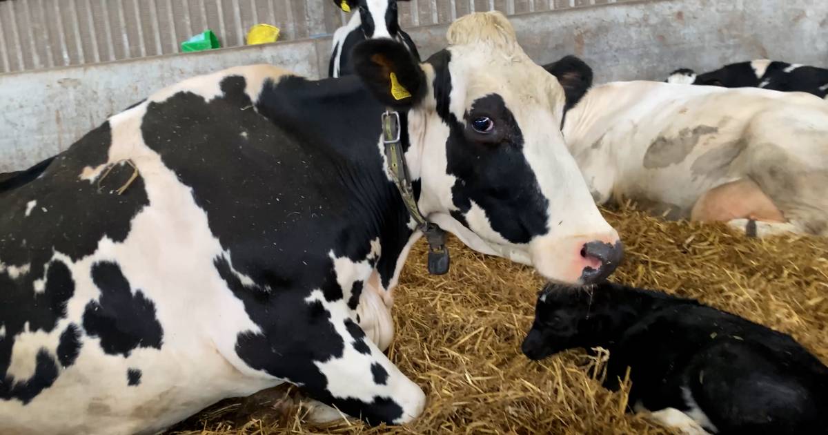 Violenze e mancate cure su mucche e vitelli nell’industria da latte: l’indagine e le immagini degli orrori