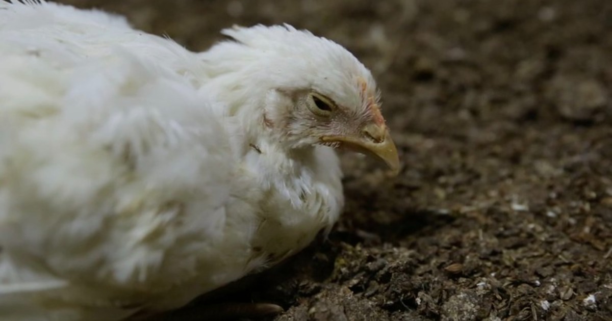 La sofferenza “genetica” dei polli Broiler dietro l’industria della carne: la nuova inchiesta di Animal Equality