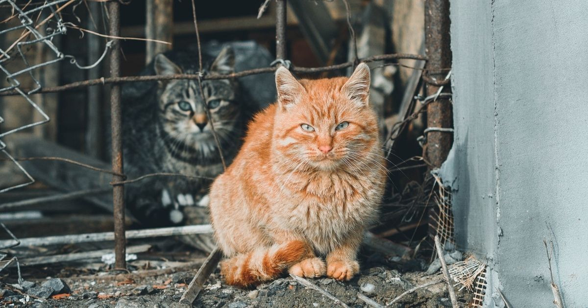 La guerra dei gatti in Ucraina: felini sotto le bombe di Kiev e Kharkiv e l’impegno dei volontari per metterli in salvo
