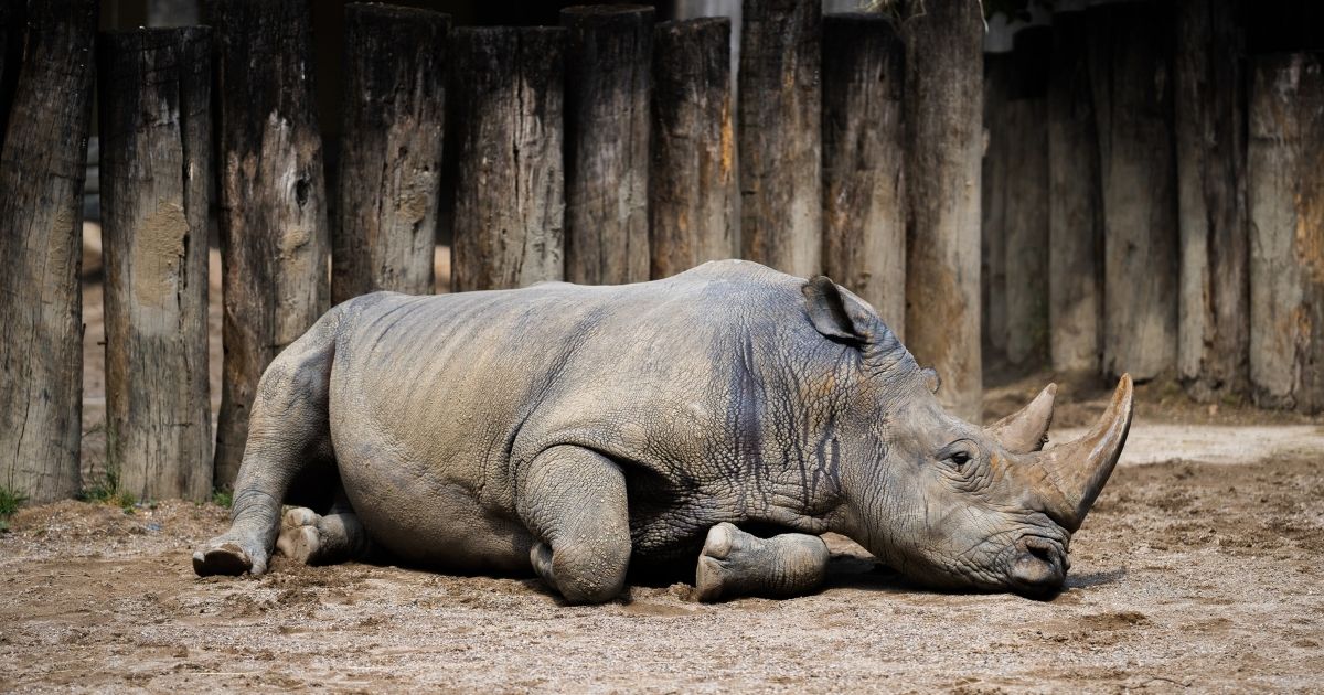 "Rhino-Bond" per la salvaguardia dei rinoceronti neri