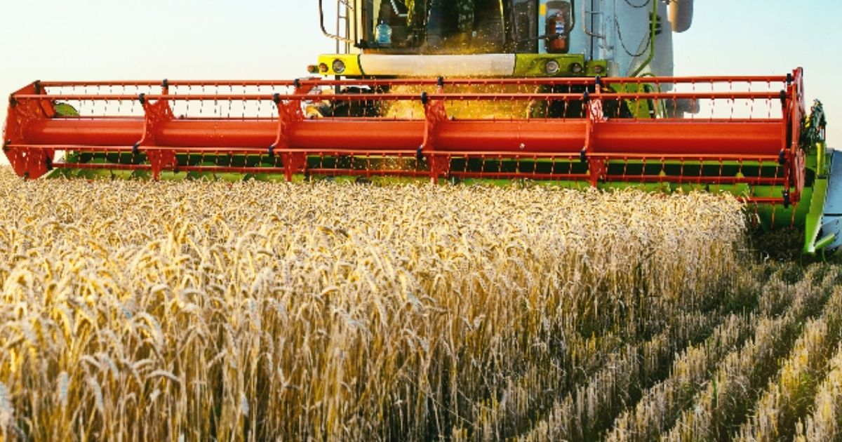 Un agricoltore su quattro ha ridotto i suoi raccolti: l'allarme di Coldiretti per l'agricoltura