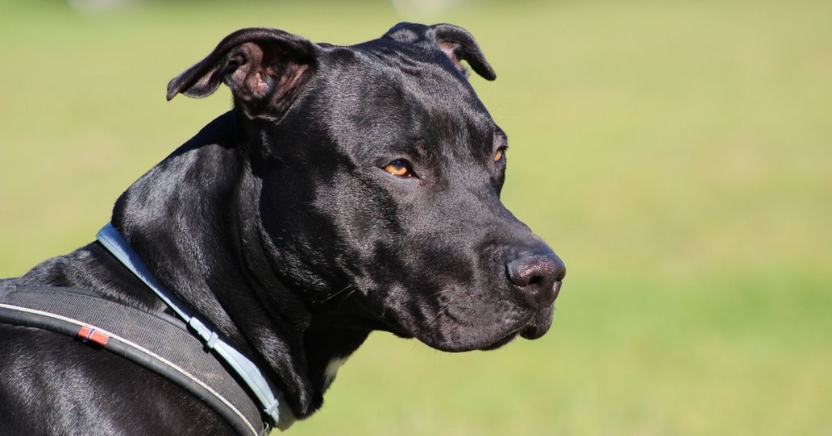 La storia di Russ, il cane scomparso per 4 mesi e ritrovato vivo immerso nella neve: la gioia del suo proprietario