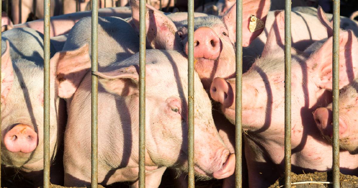 Etichettatura nazionale, il progetto non convince chi tutela il benessere animale: le richieste delle associazioni