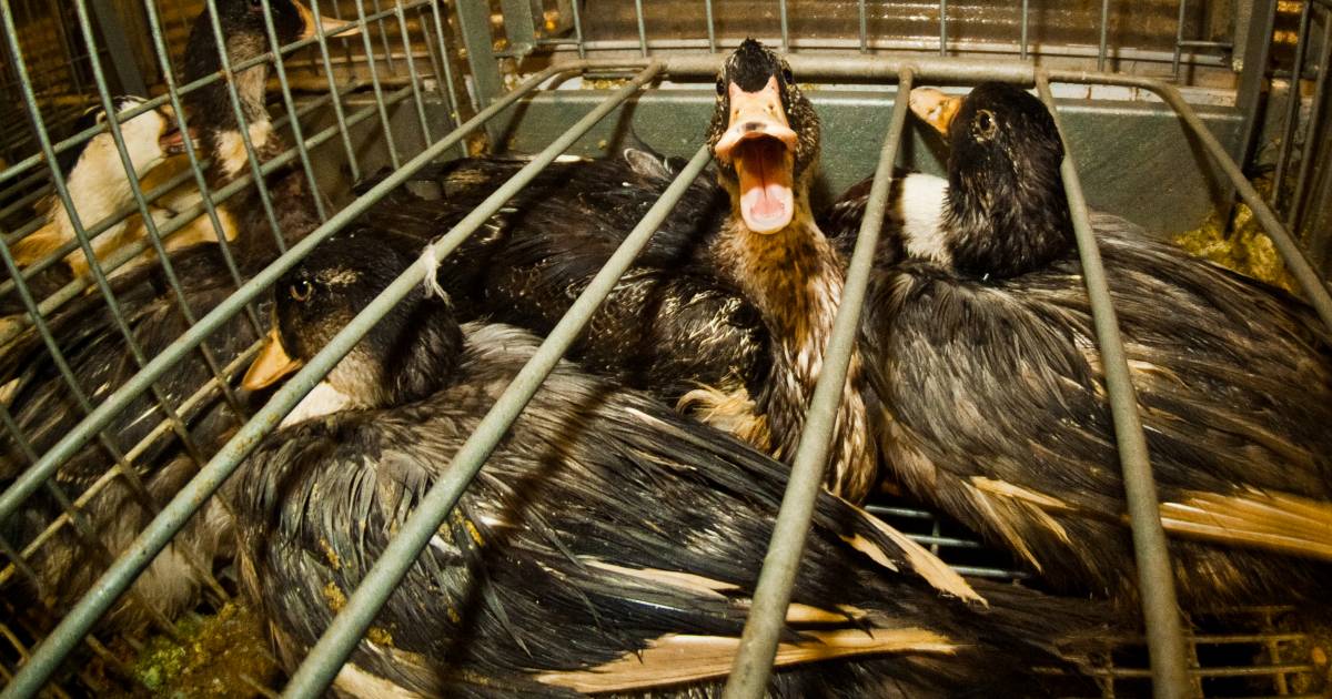 Foie gras, inchiesta svela le terribili torture negli allevamenti: il Parlamento Europeo si era espresso a favore