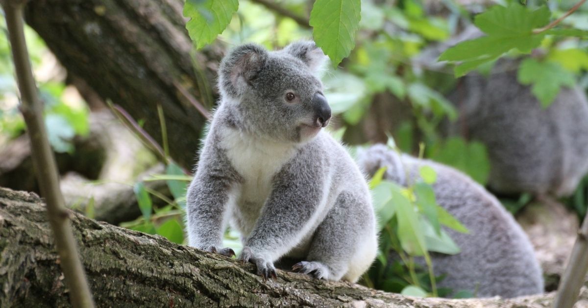 Koala a rischio estinzione