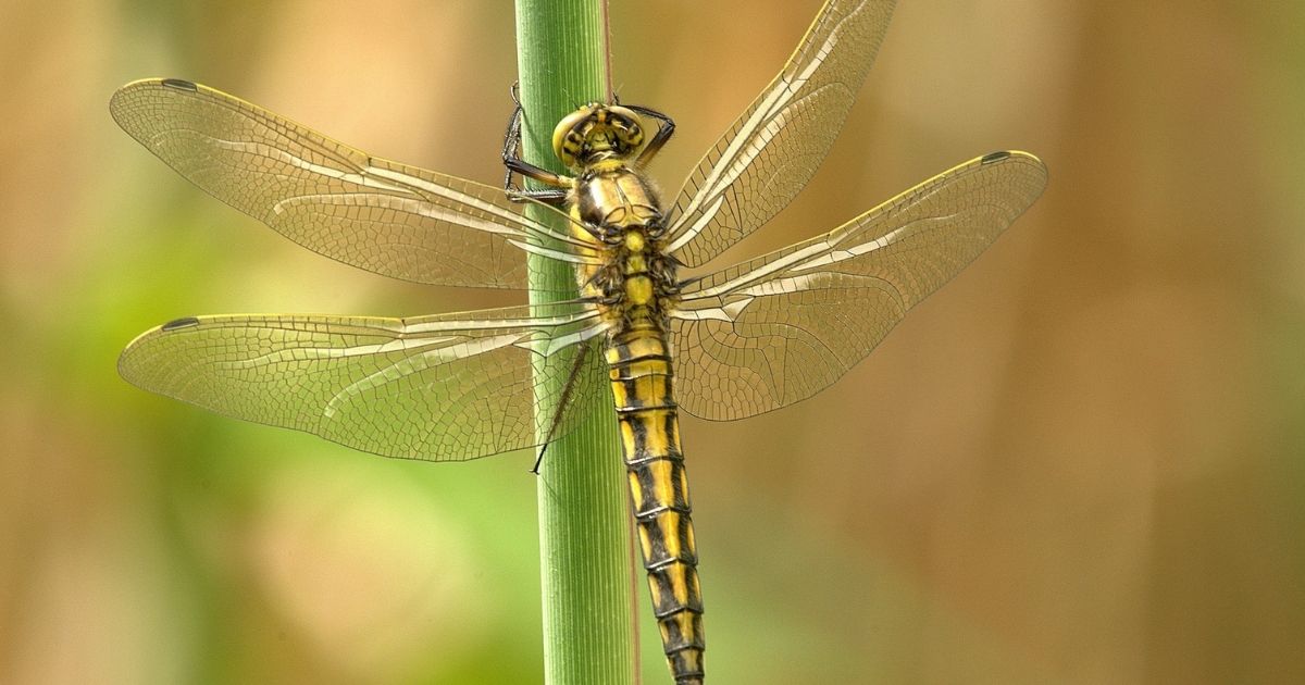 libellula-rischio-estinzione