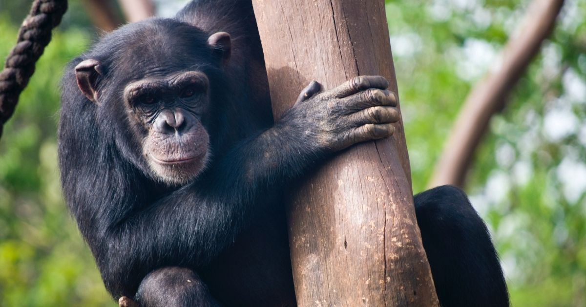 Bracconaggio sui primati, nasce un centro di accoglienza psicologica per aiutarle a superare il trauma