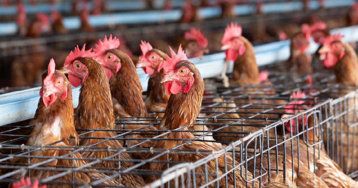 La sofferenza delle galline ovaiole negli allevamenti, l'atroce scoperta di uno studio svizzero